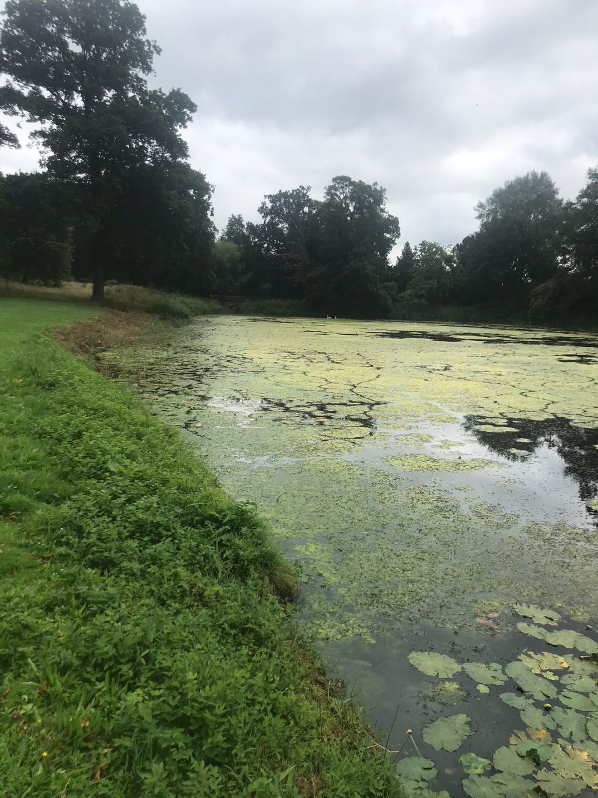 Duckweed - Why Early Action is Essential | Aqua Contractor
